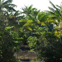 Hawaiian Paradise Bungalow, 卡波霍 — 照片 5