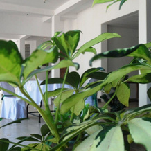 Hotel Whiteroyal, 恩比利皮蒂亚 — 照片 5