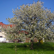Ferienwohnung Gisela Kästner Stolpen, Stolpen — photo 3