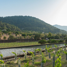 Rondaia Boutique Vineyard Stay – Mallorca, Tramuntana, 埃斯波尔莱斯 — 照片 2