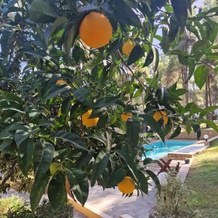 Sani Cape Villas - Stamatiadis, Sani — photo 4