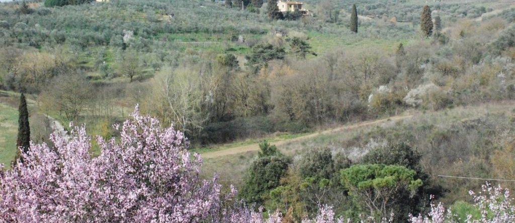 Gli Oleandri di Belfiore, 拉斯特拉阿西尼亚 — 照片 1