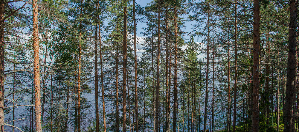 Гостевой Комплекс Сямозерье, Алекка — фото 1