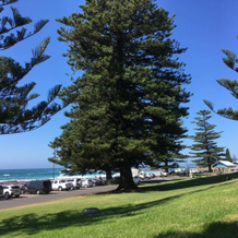 Shellharbour Beach Cottage - walk onto Patrolled beach with flags in summer, 谢尔哈伯 — 照片 4