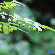 Zizai Pingjiang Wild Luxury Resort, 岳阳 — 照片 3
