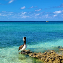 IBEROSTAR SELECTION PLAYA PILAR (ex. IBEROSTAR PLAYA PILAR), 吉列尔莫礁 — 照片 5
