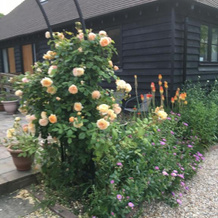Little Orchard Cottage, 坎特伯雷 — 照片 2