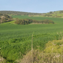 The OLive Tree, Newe Ilan — photo 3