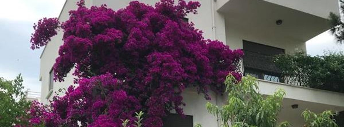 Tatil Evi, Karaburun — photo 1