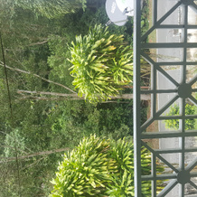 Selesa Resort, Bukit Tinggi — photo 2