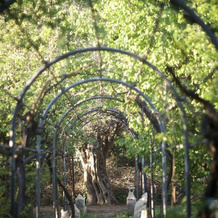 La Serra - Villa De Bonis, 圣切萨里奥-迪-莱切 — 照片 5