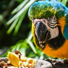 Reserva Biologica Caoba, Бонда — фото 4
