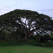 Hacienda El Saman, Quimbaya — photo 4