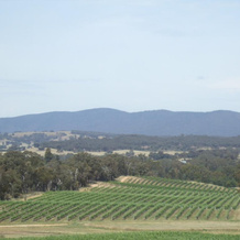 Summerfield Winery and Accommodation, 穆纳姆贝 — 照片 4