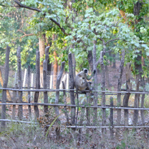 Atulya Kanchi Camp Hotel, Umaria — photo 4