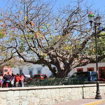 Casa de Ana y Eloy, Oaxaca — photo 4