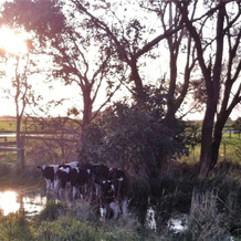 The Estate Koroit, 科罗伊特 — 照片 5