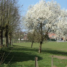 B&B Molen Ter Walle, 赫拉尔兹贝亨 — 照片 4
