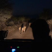 Amani Safari Camp, 克莱塞雷自然保护区 — 照片 5