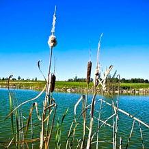 Golf Hotel Lisia Polana, 莱吉奥诺沃 — 照片 3
