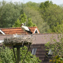 Bed & Breakfast Aan De Ijssel, Цволле — фото 5
