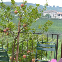 Agriturismo Il Cortile, 迪亚诺达尔巴 — 照片 4