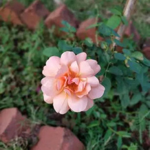 Sneha Farm House, 阿龙达 — 照片 5