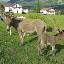 Casa Rural Iribarrenea, 阿马尤尔 — 照片 3