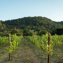 Rondaia Boutique Vineyard Stay – Mallorca, Tramuntana, 埃斯波尔莱斯 — 照片 4