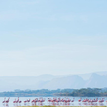 Mbweha Camp Lake Nakuru, 纳库鲁 — 照片 3