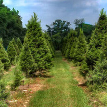 Red Caboose Farm Bed And Breakfast, Уиллис — фото 5