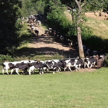 Hawley Farm, 埃克斯明斯特 — 照片 5