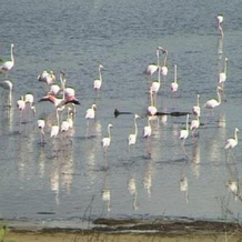 Flamingo Lake Resort, 普林格尔湾 — 照片 3