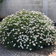 Appartamento degli ospiti con parcheggio, Copertino — photo 5