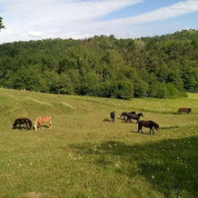 La Ratatouille Agriturismo, 德戈 — 照片 3