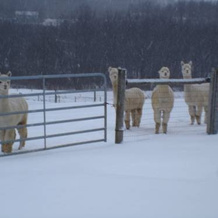 Four Points Alpacas B&B, Марс — фото 2