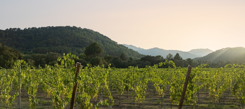 Rondaia Boutique Vineyard Stay – Mallorca, Tramuntana, 埃斯波尔莱斯 — 照片 1