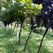 Agriturismo Villa Stella, Rivoli Veronese — photo 3