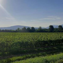 Cozy flat with garden in Franciacorta & Iseo Lake, Paderno Franciacorta — photo 5