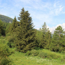 Appartement Lanslebourg-Mont-Cenis, 3 pièces, 6 personnes - FR-1-508-121, Val-Cenis — photo 5