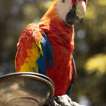 Polonezköy Country Club & Accommodation in the Wildlife Park, 波洛内兹柯伊 — 照片 4