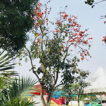 Suan Phueng Pa Wai Resort, 农潘占 — 照片 4