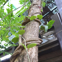 Wangnamkeaw In Love, 旺南胶 — 照片 3