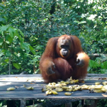 Rimba Orangutan Eco Lodge, 庞卡兰布翁 — 照片 2