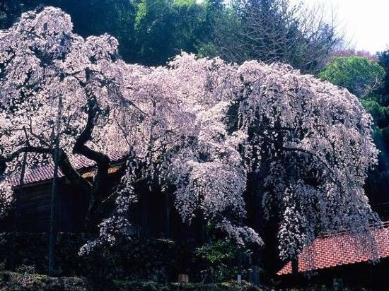 Hotel Kajikasou, Masuda — photo 1