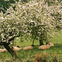 Higher Coombe Farm, 西德茅斯 — 照片 3