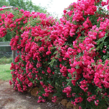 Mossbrook Country Estate Bed & Breakfast, 卡洛塔 — 照片 3