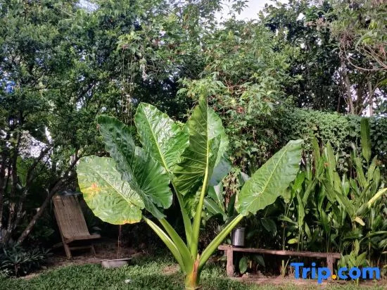 Calamansi Garden- Tropical Island Home w/ Starlink, Burgos — photo 1