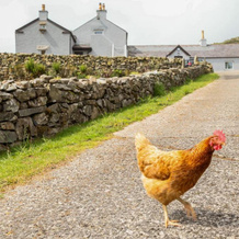 Gorse Hill Farm, Kilcoo — photo 5