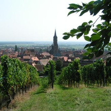 Gite Les clés des Vignes, 当巴克拉维尔 — 照片 2